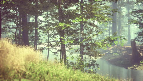 green-grass-in-the-forest-at-sunny-summer-morning