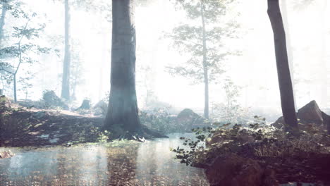 Nebel-Auf-Teich-Im-Wald-Mit-Nebel