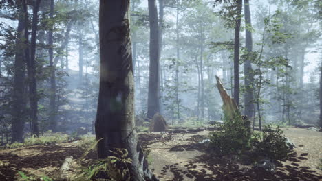 Nebliger-Wald-Mit-Sanftem-Sonnenlicht