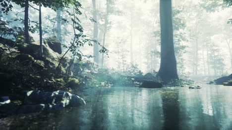 Forest-with-pond-and-mist-with-sunrays
