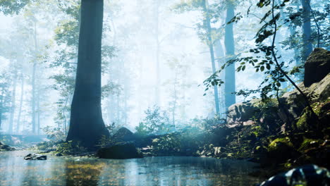 Wald-Mit-Teich-Und-Nebel-Mit-Sonnenstrahlen