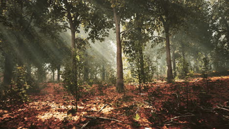 Lebendige-Landschaft-Mit-Wunderschönem-Sonnenlicht-In-Einem-üppigen-Grünen-Wald