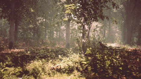 Sonnenstrahlen-Und-Grüner-Wald