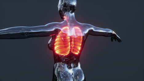 Hologram-of-inflamed-lungs-in-the-human-body