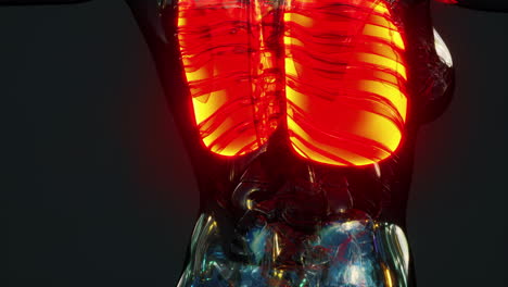 Holograma-De-Pulmones-Inflamados-En-El-Cuerpo-Humano