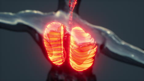 X-Ray-Image-of-human-lungs-for-a-medical-coronavirus-covid-19-diagnosis