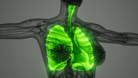 science-anatomy-scan-of-human-lungs