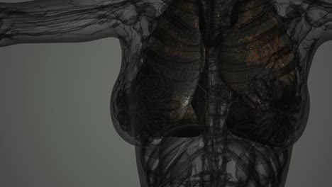 Análisis-De-Anatomía-Científica-De-Los-Pulmones-Humanos