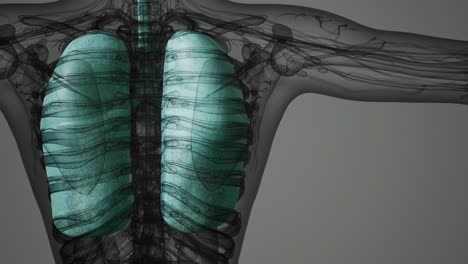 Wissenschaftlicher-Anatomiescan-Der-Menschlichen-Lunge