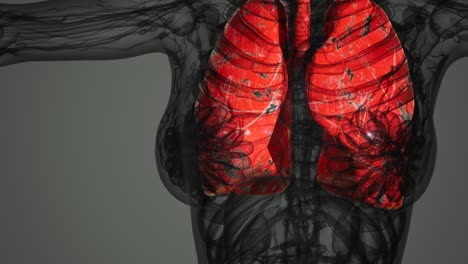 Wissenschaftlicher-Anatomiescan-Der-Menschlichen-Lunge
