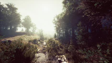 Misty-morning-in-the-woods