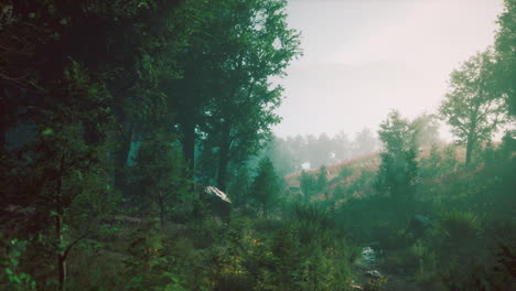Mystischer-Wald-Mit-Nebel-Und-Glanz-Hinter-Bäumen
