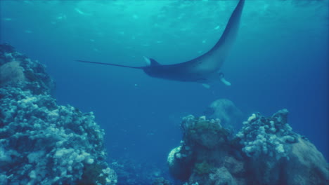 Underwater-view-of-hovering-Giant-oceanic-manta-ray