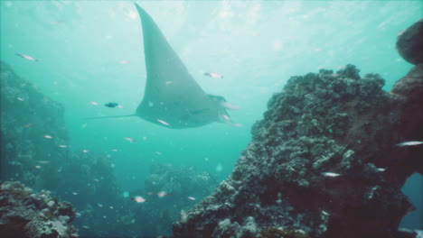 Manta-ray-filter-feeding-above-a-coral-reef-in-the-blue-Komodo-waters