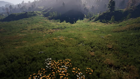 Swiss-Alps-with-Green-alpine-meadow-on-a-hillside-and-surrounded-by-pine-forests