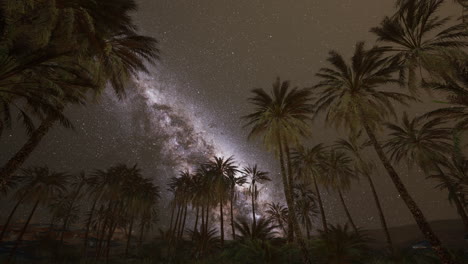Starry-night-sky-against-with-coconut-palm-trees