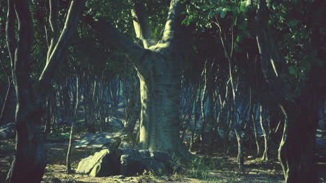 Wurzeln-Eines-Baumes-In-Einem-Nebligen-Wald