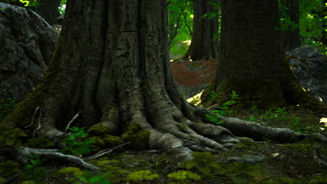 tree-roots-with-green-moss-at-spring