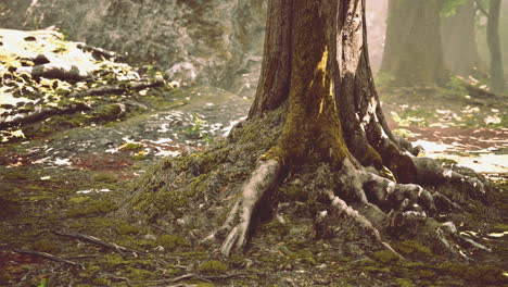 Mit-Moos-Bedeckte-Wurzel-In-Einem-Dunklen-Wald