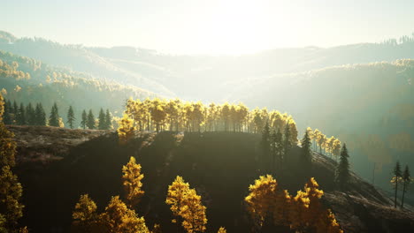 Gelbe-Und-Grüne-Bäume-Im-Herbstwald