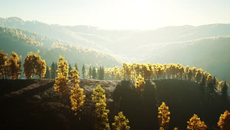 Majestic-trees-with-sunny-beams-at-mountain-valley