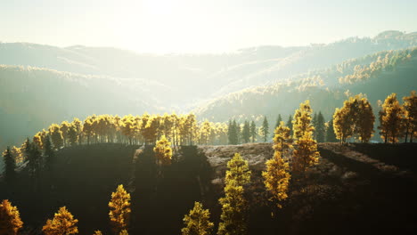trees-with-yellow-foliage-in-foggy-mountains