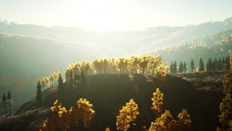Beautiful-landscape-of-a-golden-yellow-and-green-forest