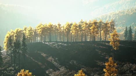 Wunderschöne-Landschaft-Eines-Goldgelben-Und-Grünen-Waldes