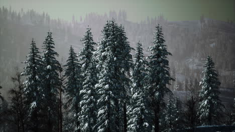 Winter-landscape-in-Semenic-mountains