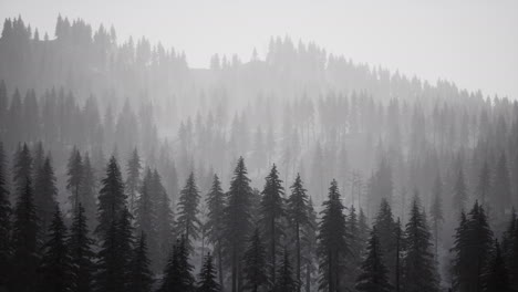 Misty-foggy-mountain-landscape-with-fir-forest