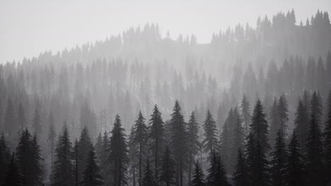 Niebla-Brumosa-En-El-Bosque-De-Pinos-En-Las-Laderas-De-Las-Montañas