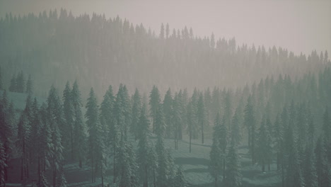 Misty-foggy-mountain-landscape-with-fir-forest