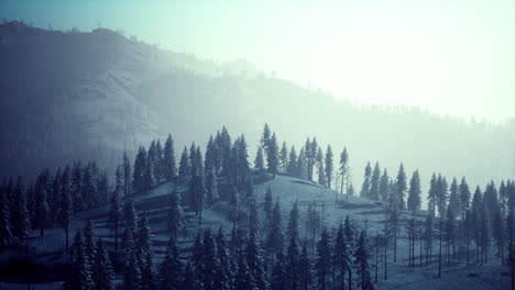Misty-fog-in-pine-forest-on-mountain-slopes