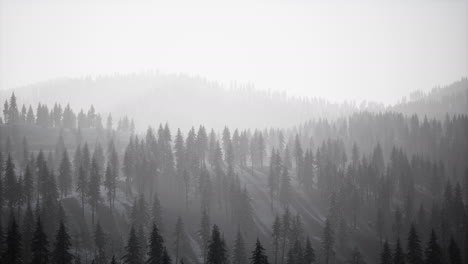 Niebla-Brumosa-En-El-Bosque-De-Pinos-En-Las-Laderas-De-Las-Montañas