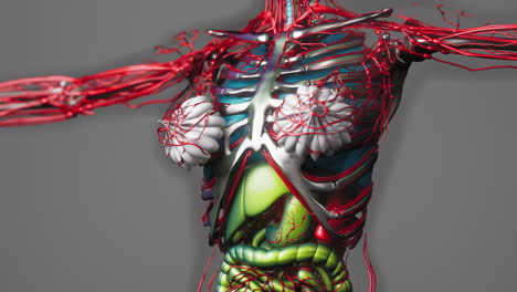 Animation-Menschlicher-Innerer-Organe