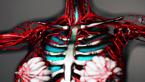 animation-of-human-internal-organs