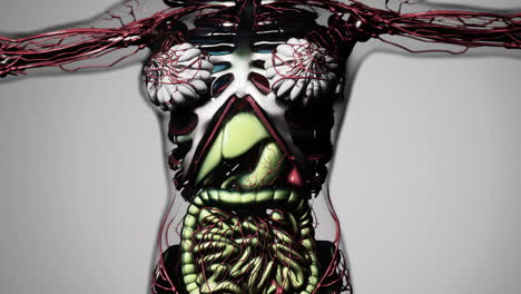 animation-of-human-internal-organs