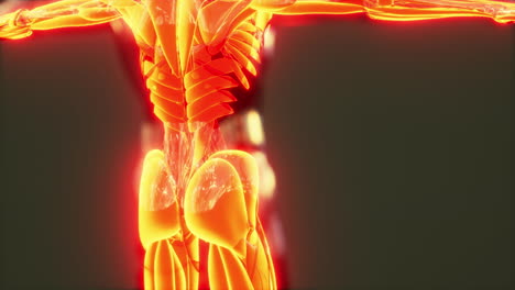 Anatomische-Infografik-Des-Menschlichen-Muskelsystems