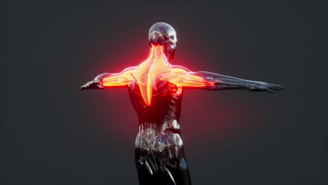 Anatomische-Infografik-Des-Menschlichen-Muskelsystems