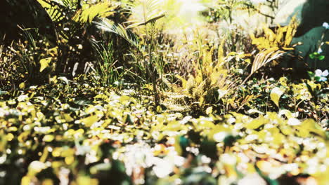 Nahaufnahme-Einer-Pflanze-Im-Tropischen-Dschungel