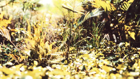 close-up-of-tip-of-a-green-broadleaf-carpet-grass