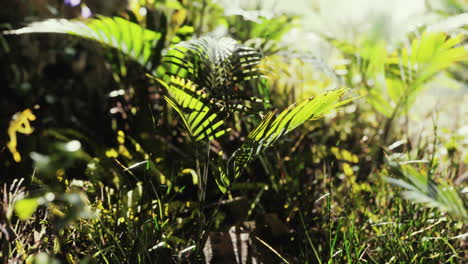 Nahaufnahme-Einer-Pflanze-Im-Tropischen-Dschungel