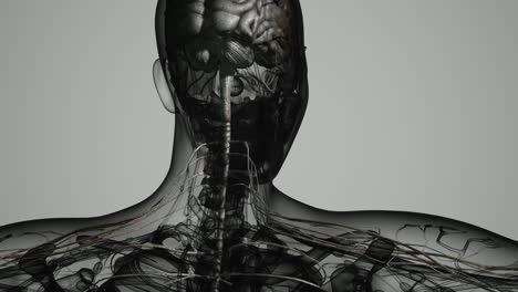Cerebro-Y-Sistema-Nervioso-Del-Ser-Humano