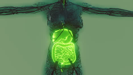 Cuerpo-Humano-Transparente-Con-Sistema-Digestivo-Visible