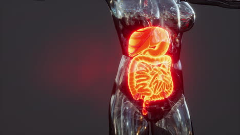 Anatomy-of-human-body-with-digestive-system