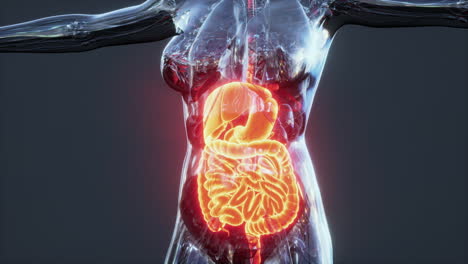 Anatomie-Des-Menschlichen-Körpers-Mit-Verdauungssystem