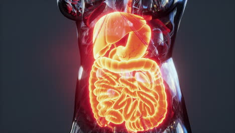 Anatomía-Del-Cuerpo-Humano-Con-Sistema-Digestivo