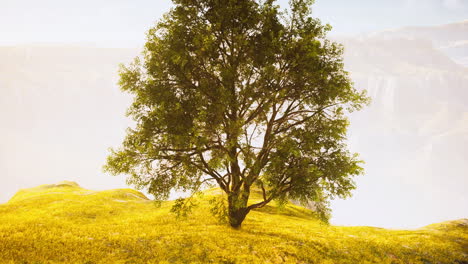 Frühlingsfeld-Mit-Einsamem-Baum