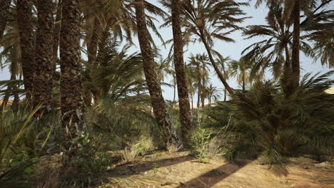 Palmen-In-Der-Wüste