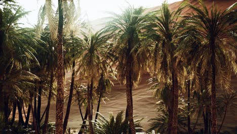 palm-trees-inside-the-dunes